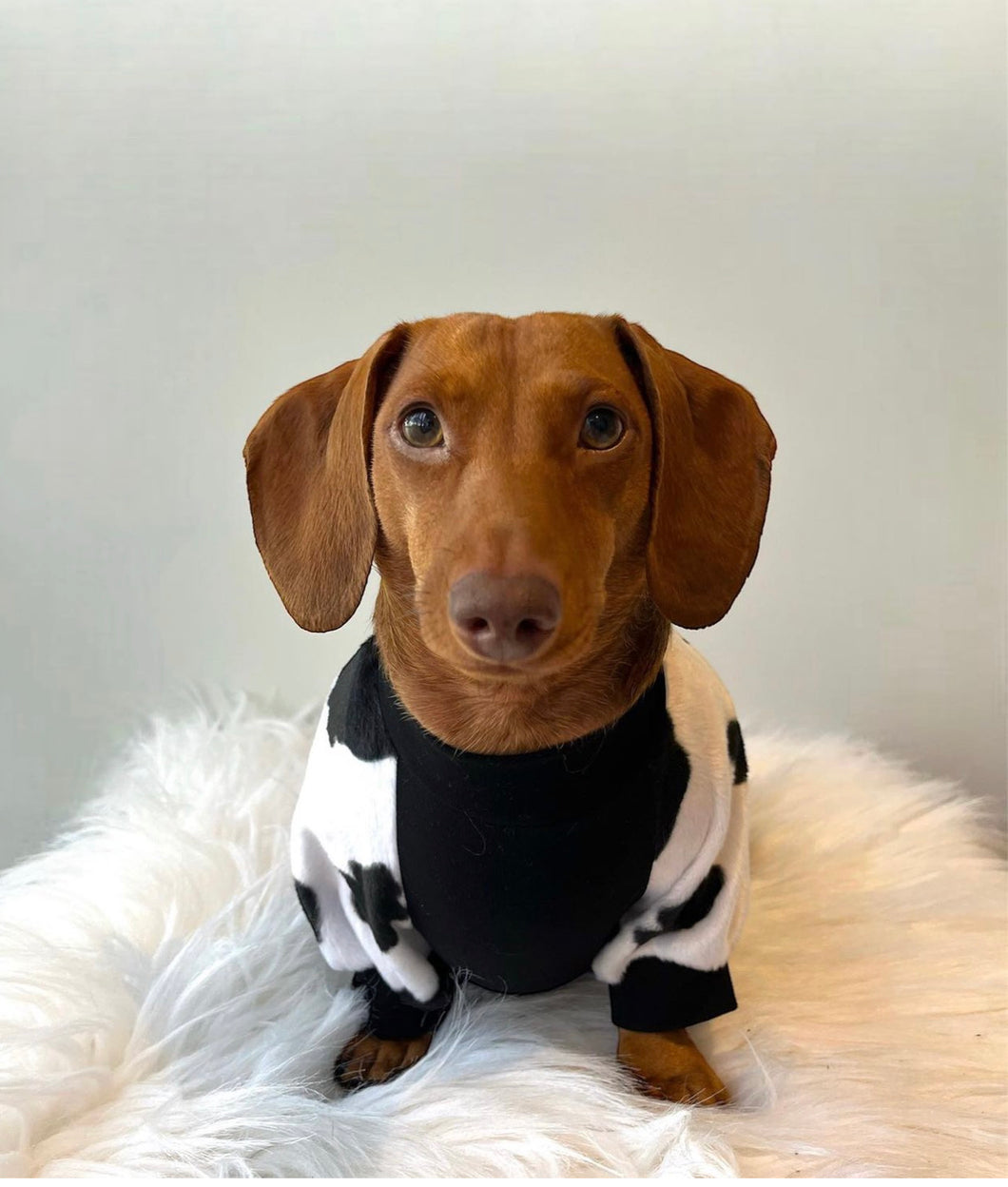 Dog Sweater -  Cow Print  Fur Sleeves with Black Body