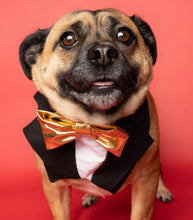 Load image into Gallery viewer, Tuxedo Bandana  (Tuxdanna)- Gold Bow Tie
