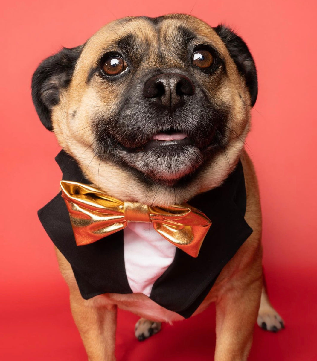 Tuxedo Bandana  (Tuxdanna)- Gold Bow Tie